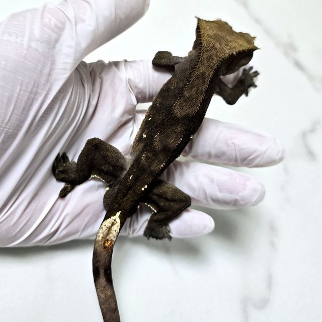 챠콜 다크 벅스킨