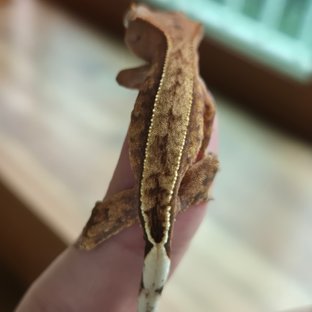 카푸치노
