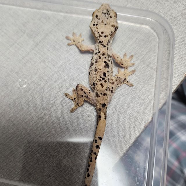 슈퍼달마시안