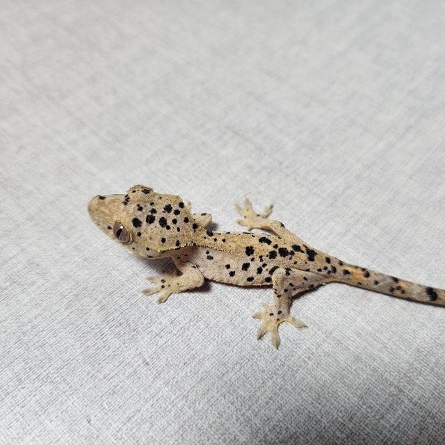 슈퍼달마시안