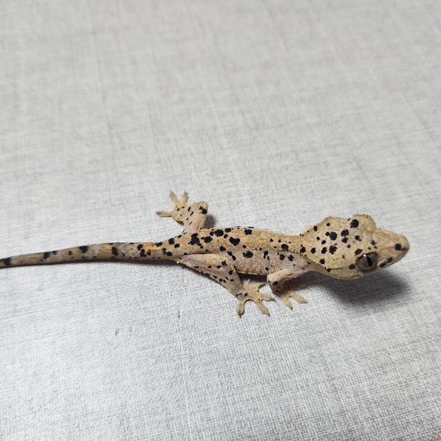 슈퍼달마시안