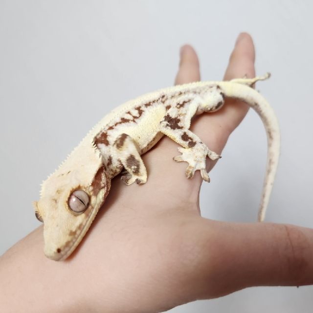 레드 릴리화이트