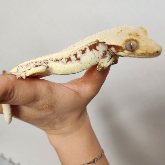 레드 릴리화이트