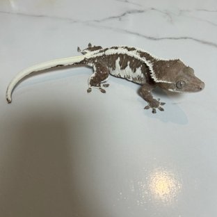 릴잔틱