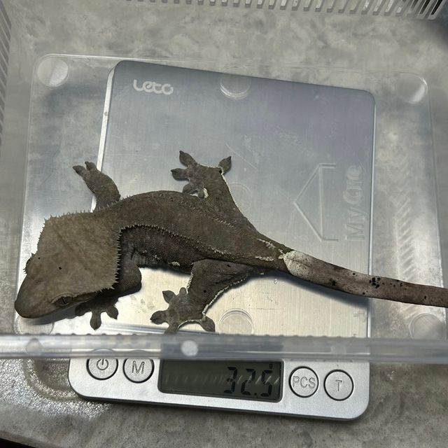 아잔틱