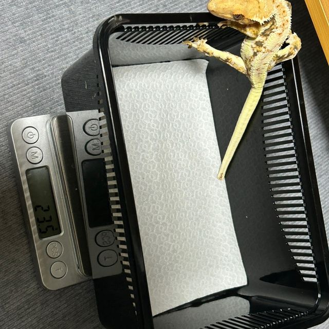 릴리화이트