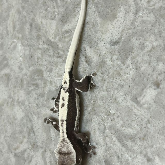 릴잔틱