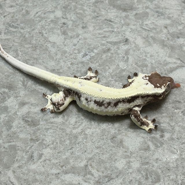 프라푸치노
