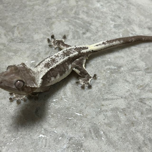 릴잔틱