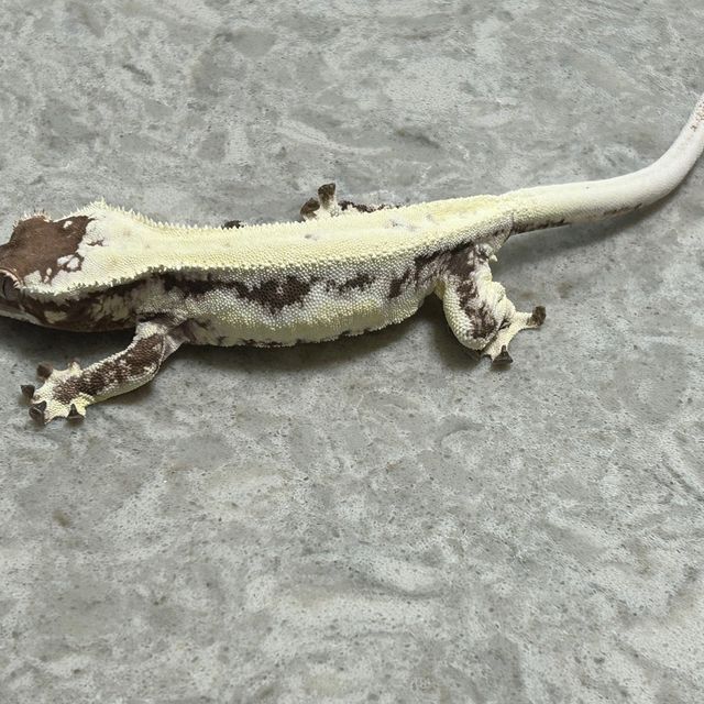 프라푸치노