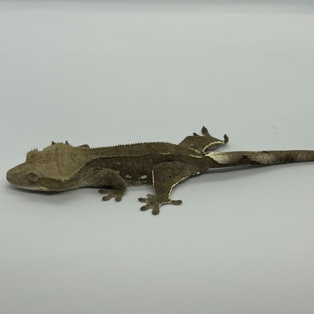아잔틱