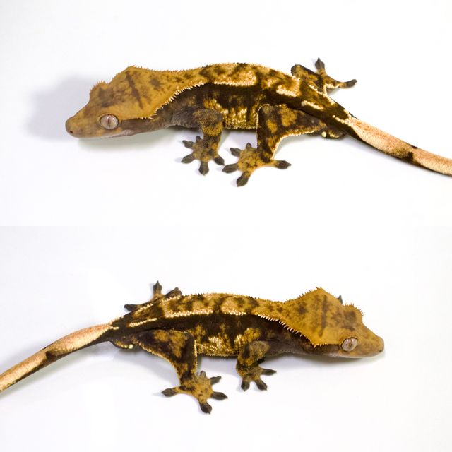 트라이