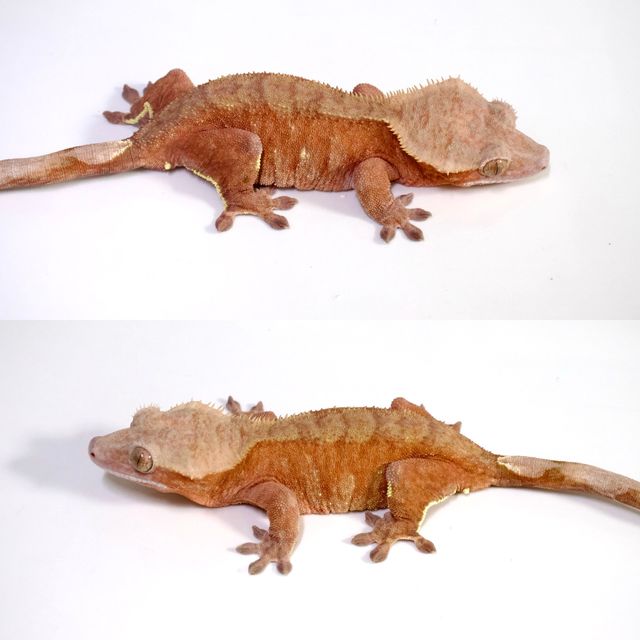 레드 벅스킨