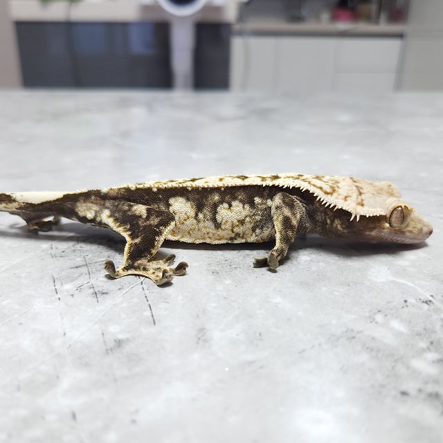 노멀 트라이 드리피