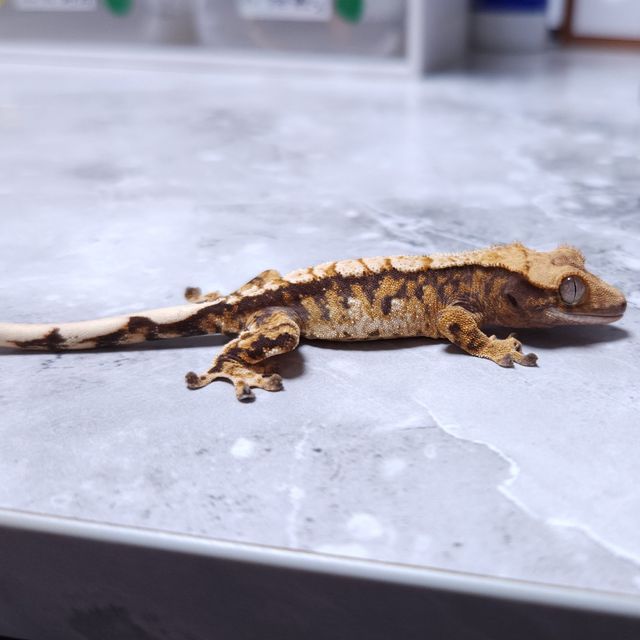 노멀 트라이