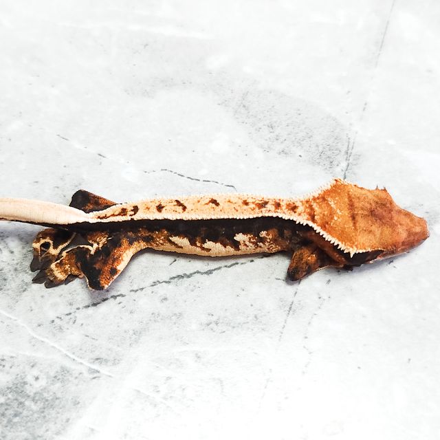 트라이