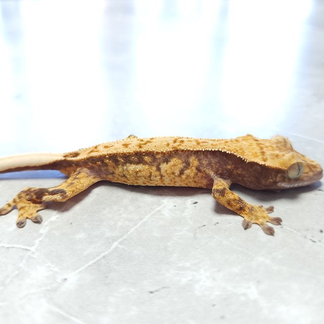 노멀 트라이 익스트림할리퀸