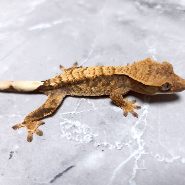 노멀 트라이
