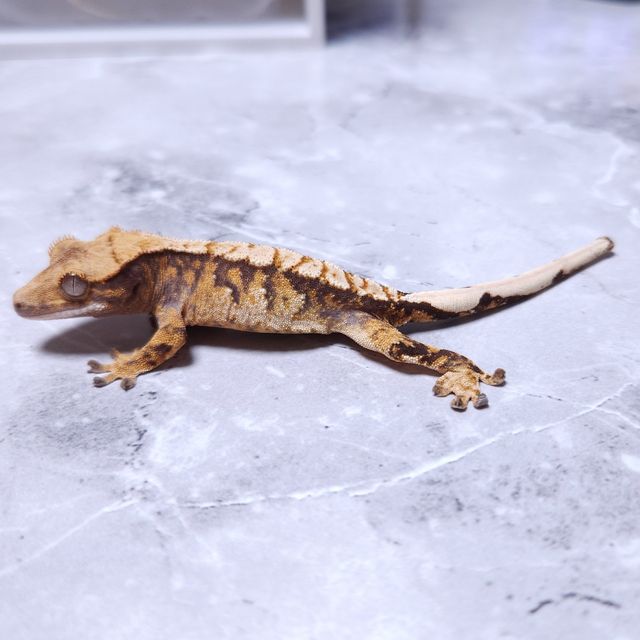노멀 트라이