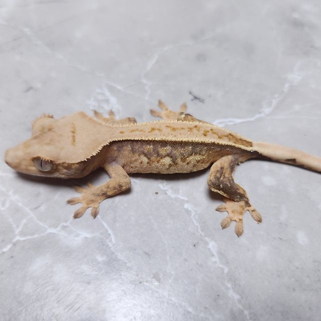 노멀 풀핀