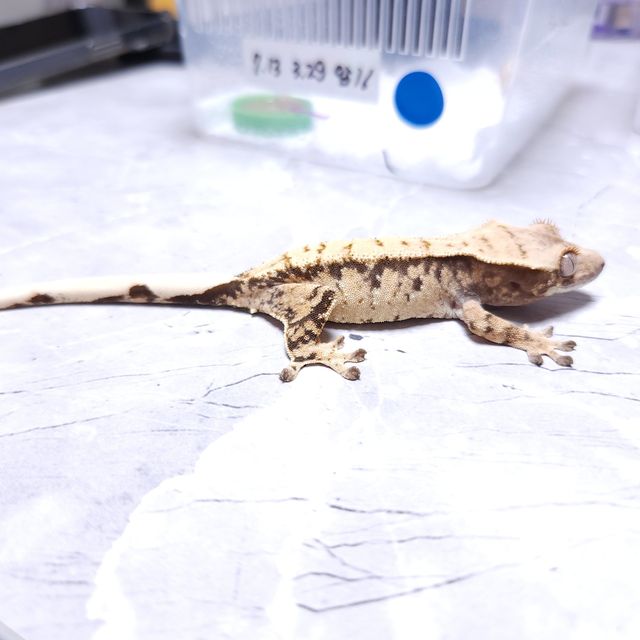 노멀 드리피