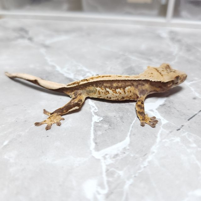 노멀