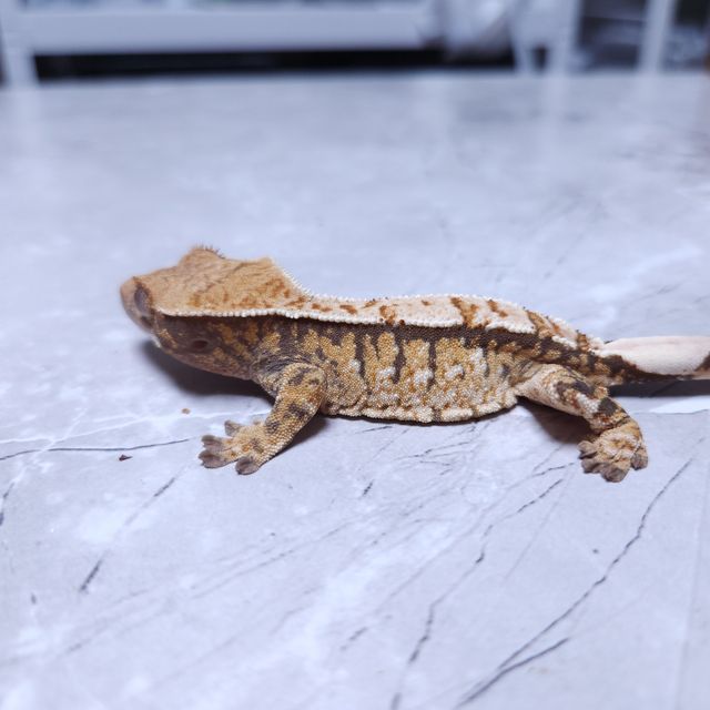 노멀 트라이 텐저린