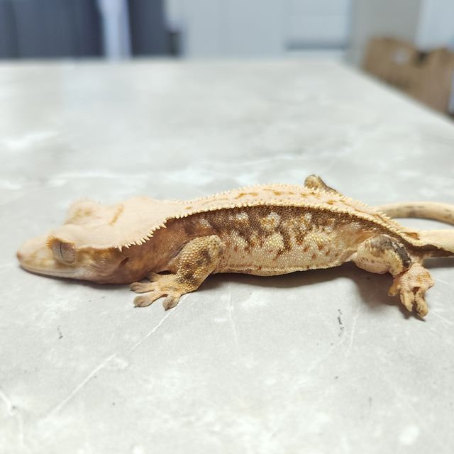 노멀 트라이 풀핀 익스트림할리퀸