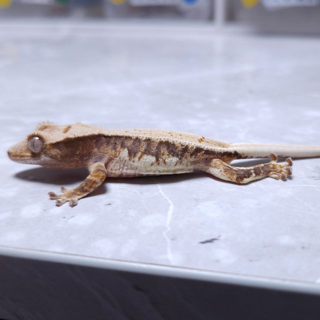 릴리화이트