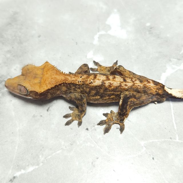 노멀