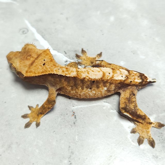 노멀 트라이 익스트림할리퀸