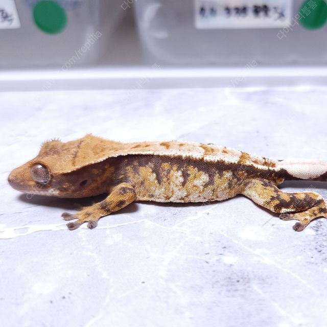 노멀 트라이