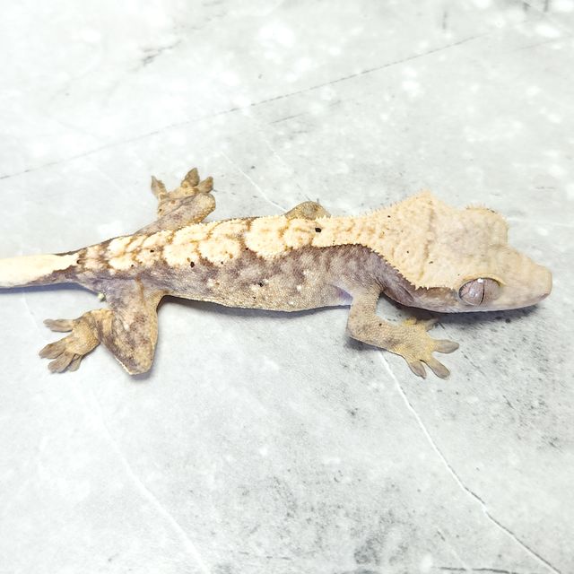 노멀