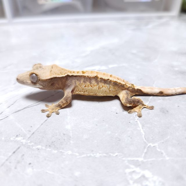 노멀 드리피