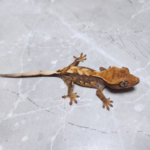 노멀