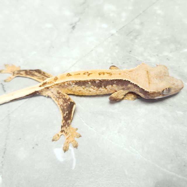 노멀 드리피