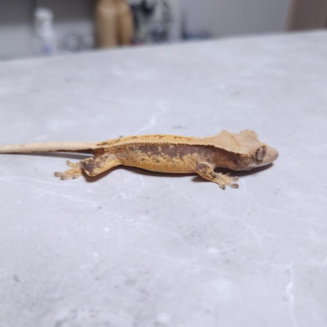 드리피 노멀