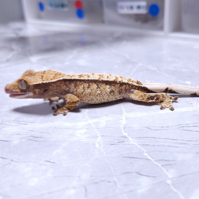 노멀 트라이