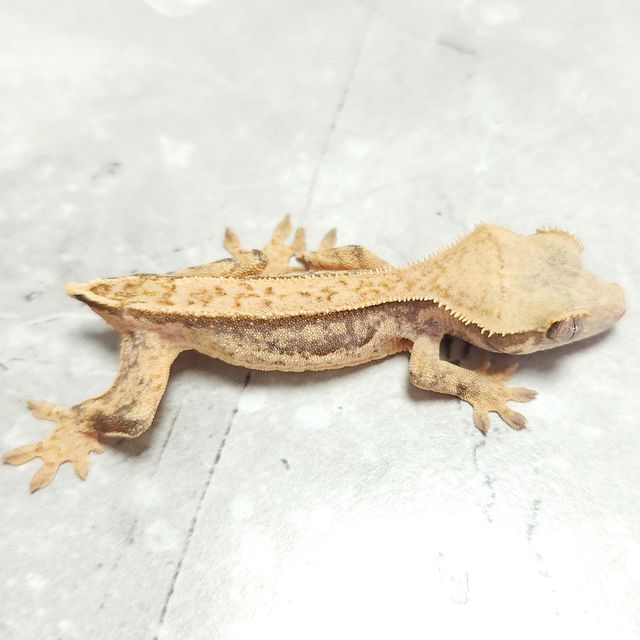 노멀