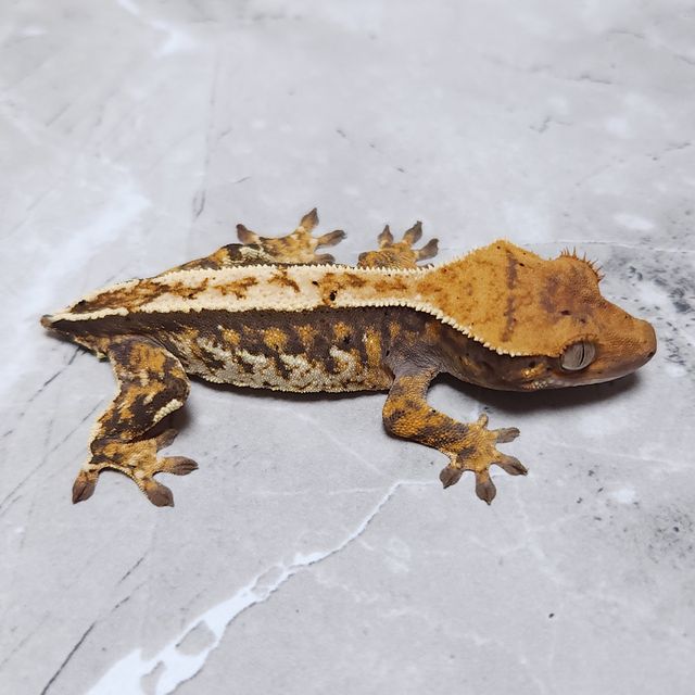 노멀 트라이