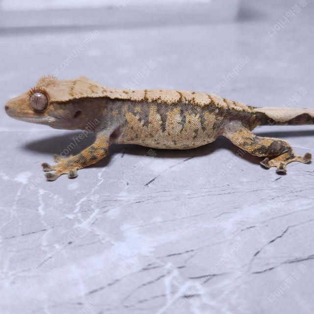 노멀 트라이