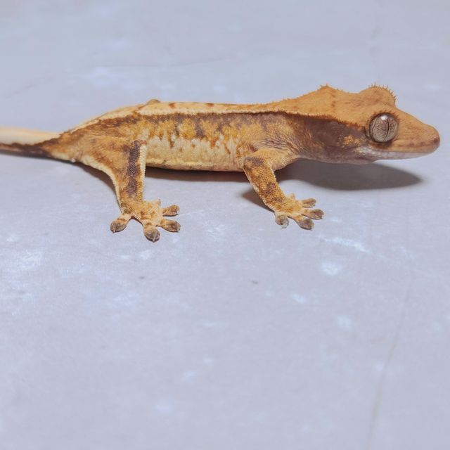 노멀 트라이
