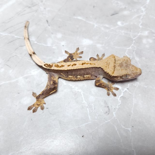 노멀