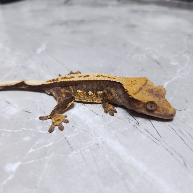노멀 할리퀸 풀핀