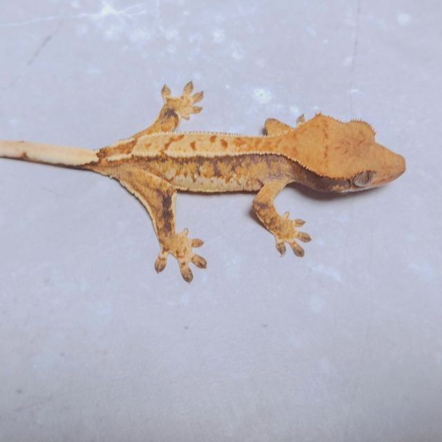 노멀 트라이
