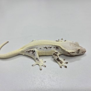 후라이