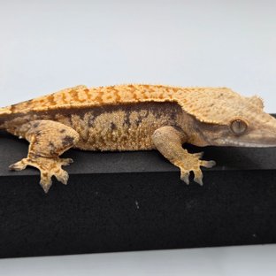 트라이