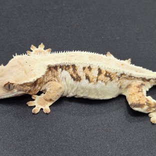 트라이 릴리화이트