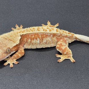 레드 트라이 드리피