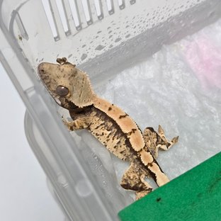 트라이